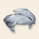 Whale Jewelry. 